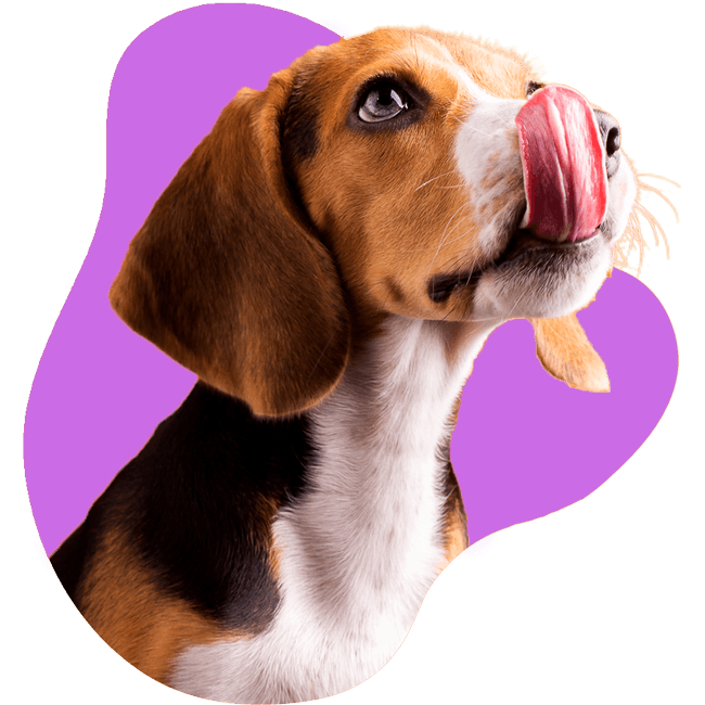 Claws to Paws Mobile Grooming